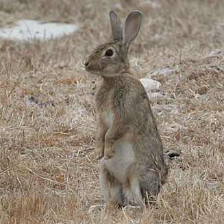 Oryctolagus cuniculus (European rabbit)