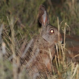 Pronolagus saundersia (Hewitt's red rock rabbit)
