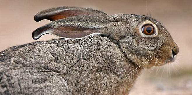 Lepus saxatilis (Scrub hare)