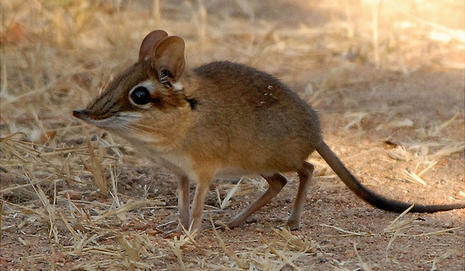 Petrodromus tetradactylus (Four-toed elephant-shrew)