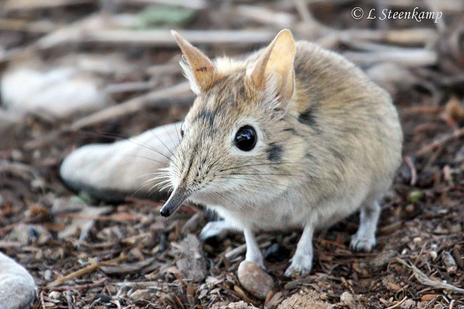 Elephantulus intufi (Bushveld elephant-shrew)