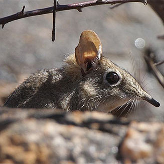 Elephantulus rupestris (Smith's rock elephant-shrew, Western rock elephant-shrew)