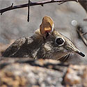 Elephantulus rupestris (Smith's rock elephant-shrew)