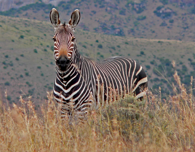 Equus zebra zebra (Cape mountain zebra)