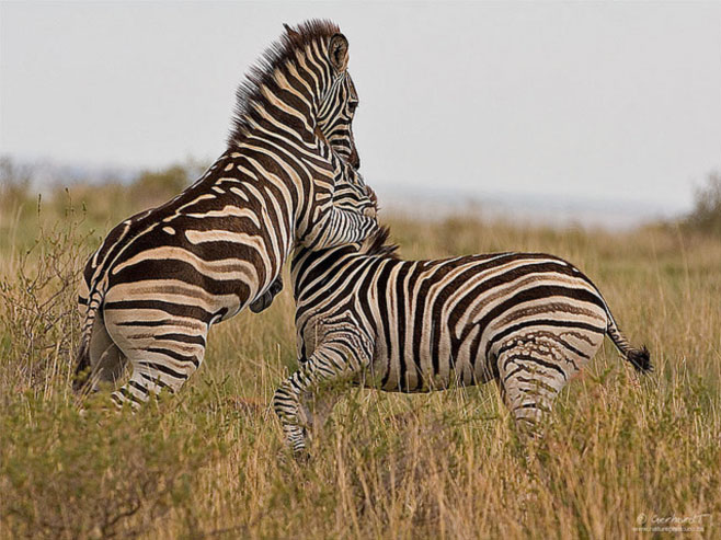 Equus quagga (Plains zebra, Chapman's zebra, Burchell's zebra)