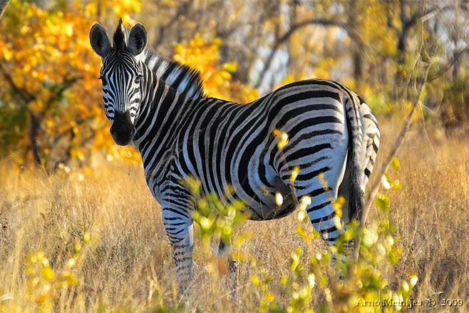 Equus quagga (Plains zebra, Chapman's zebra, Burchell's zebra)