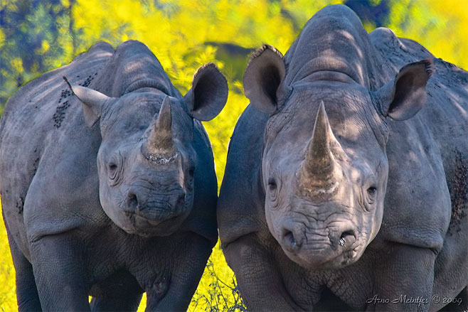 Diceros bicornis (Hook-lipped rhinoceros, Black rhinoceros)