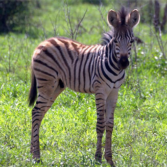 Equus quagga (Plains zebra, Chapman's zebra, Burchell's zebra)