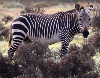 Equus zebra zebra (Cape mountain zebra)