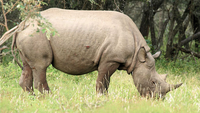 Diceros bicornis (Hook-lipped rhinoceros, Black rhinoceros)