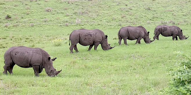 Ceratotherium simum (Square-lipped rhinoceros, White rhinoceros)