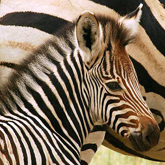 Equus quagga (Plains zebra)