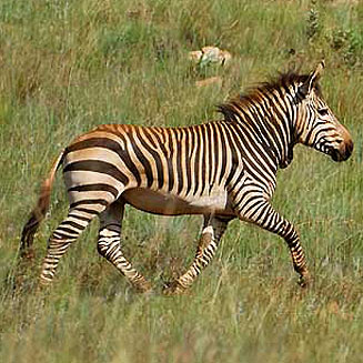 Equus zebra hartmannae (Hartmann's mountain zebra)