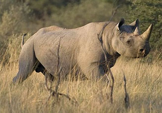 Diceros bicornis (Hook-lipped rhinoceros, Black rhinoceros)