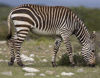 Equus zebra zebra (Cape mountain zebra)