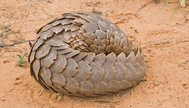 Manis temminckii (Ground pangolin)