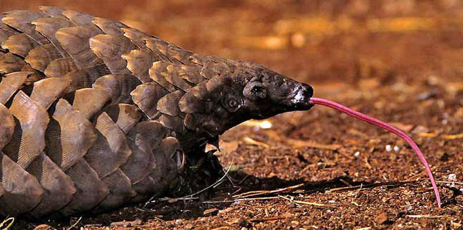 Manis temminckii (Ground pangolin)