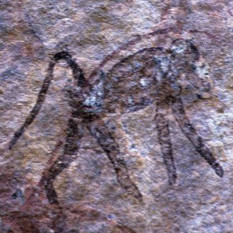Papio hamadryas (Chacma baboon)[= Papio ursinus]