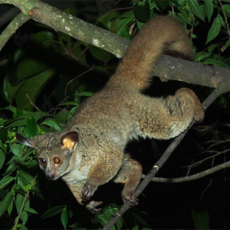 Otolemur crassicaudatus (Thick-tailed galago)
