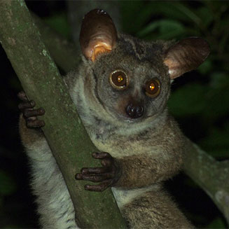 Otolemur crassicaudatus (Thick-tailed galago)
