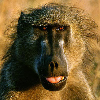 Papio hamadryas (Chacma baboon)[= Papio ursinus]
