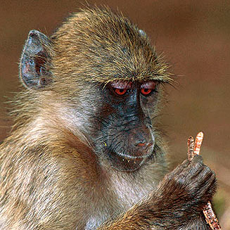 Papio hamadryas (Chacma baboon)[= Papio ursinus]