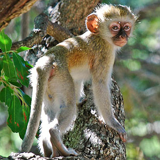 Cercopithecus pygerythrus (Vervet monkey)