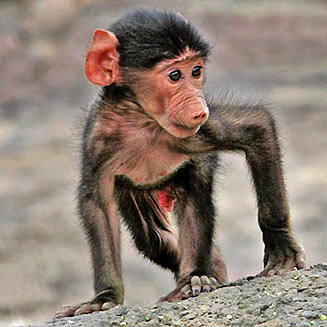 Papio hamadryas (Chacma baboon)[= Papio ursinus]