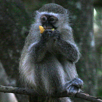 Cercopithecus pygerythrus (Vervet monkey)