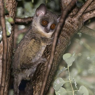 Otolemur crassicaudatus (Thick-tailed galago)