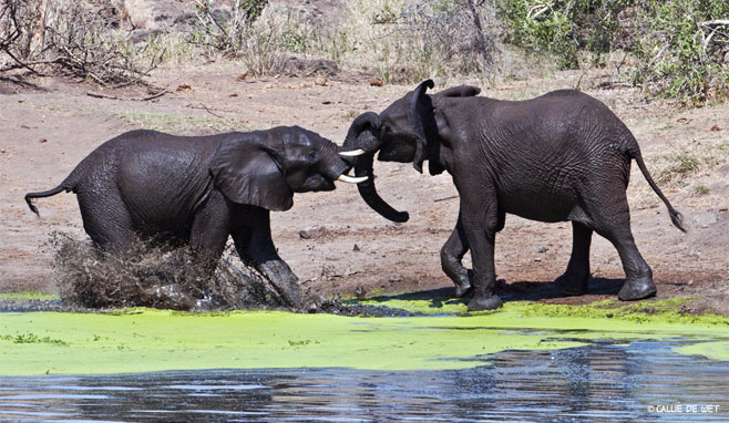 Loxodonta africana (African elephant)