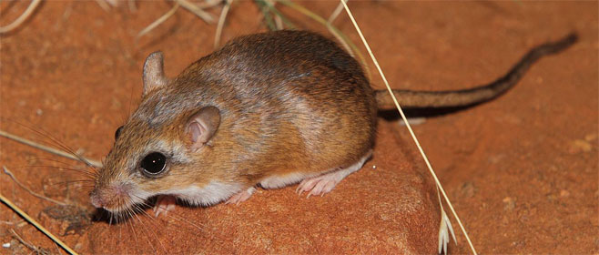Gerbillurus paeba (Hairy-footed gerbil)