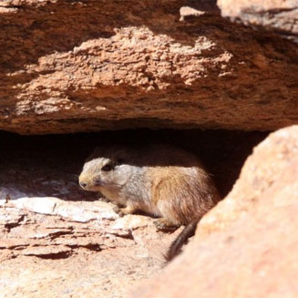 Petromus typicus (Dassie rat)