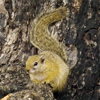 Paraxerus cepapi (Tree squirrel)