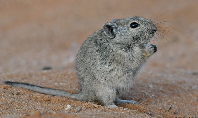 Parotomys brantsii (Brants' whistling rat)