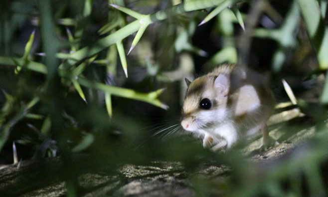 Gerbillurus tytonis (Dune hairy-footed gerbil)