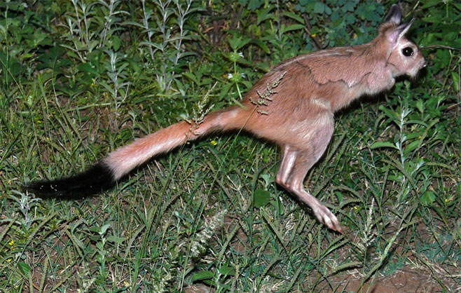 Pedetes capensis (Springhare)