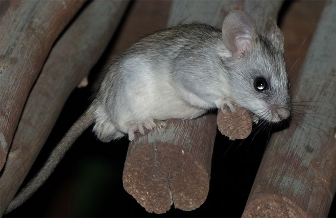 Thallomys nigricauda (Black-tailed tree rat)