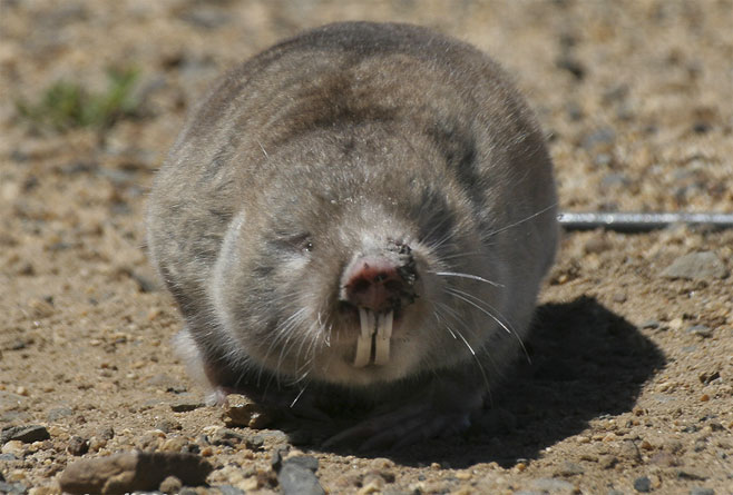 Georychus capensis (Cape mole rat)