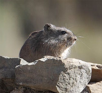 Otomys unisulcatus (Bush vlei rat)