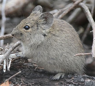 Otomys unisulcatus (Bush vlei rat)