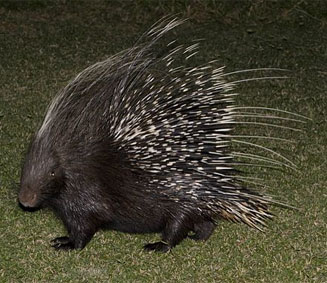 Hystrix africaeaustralis (Cape porcupine)