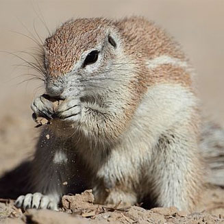 Xerus inauris (South African ground squirrel)