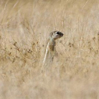 Xerus princeps (Damara ground squirrel)