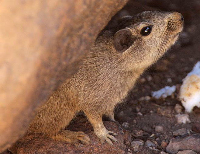 Petromus typicus (Dassie rat)