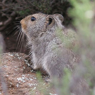 Otomys sloggetti (Sloggett's vlei rat, Ice rat)