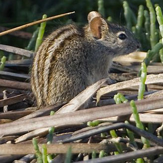Rhabdomys pumilio (Four-striped grass mouse, Striped field mouse, Striped mouse)