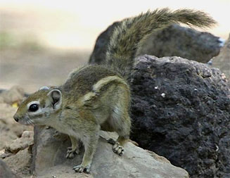 Funisciurus congicus (Striped tree squirrel)