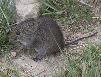 Otomys irroratus (Vlei rat)