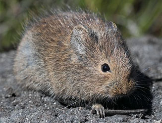Otomys irroratus (Vlei rat)